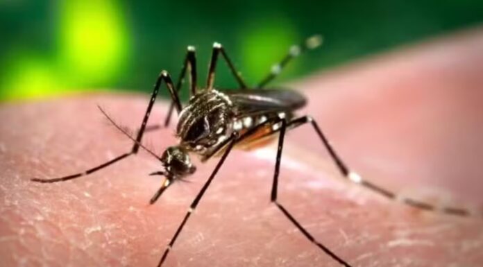 Oeste paulista soma mais de 27 mil casos de dengue em 2025