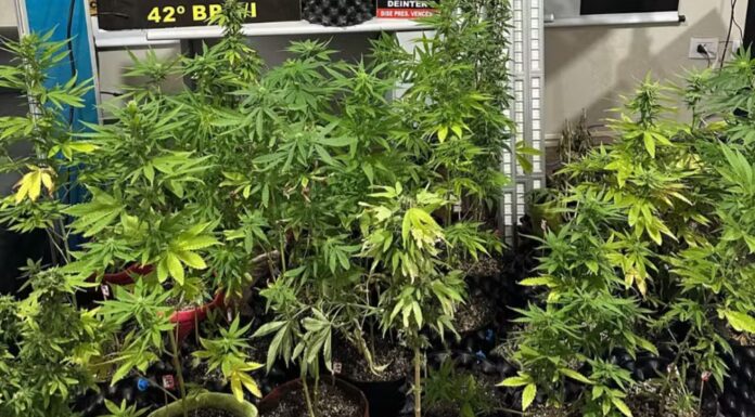 Estufa de maconha: polícia apreende mais de 40 plantas no interior de SP