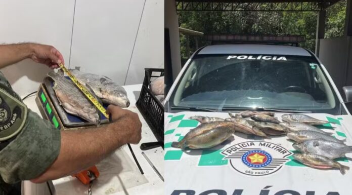 Pescadores somam multas de R$ 4,5 mil por armazenar pesca proibida durante a Piracema no Oeste Paulista