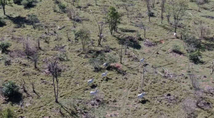Idoso é multado em R$ 10 mil por descumprir embargo ambiental em parque no interior de SP