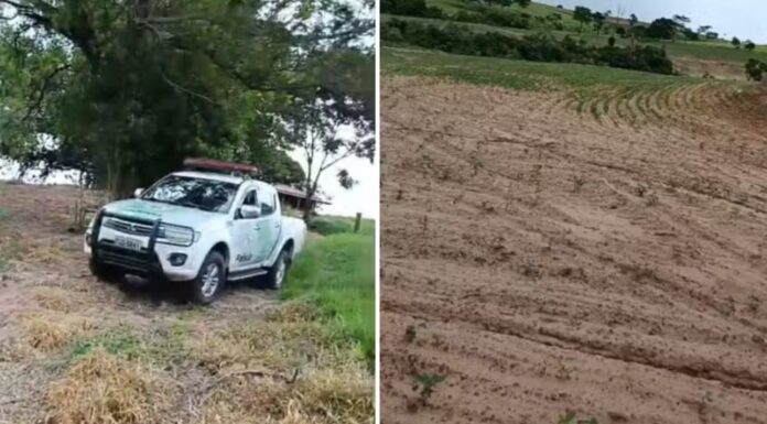 Homem é multado por destruir vegetação em área de preservação permanente para cultivar soja no interior de SP