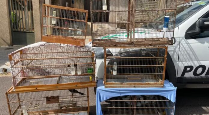 Homem é multado em R$ 8 mil por manter aves silvestres em cativeiro no interior de SP