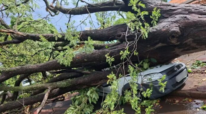Temporal derruba mais de 40 árvores e atinge carros