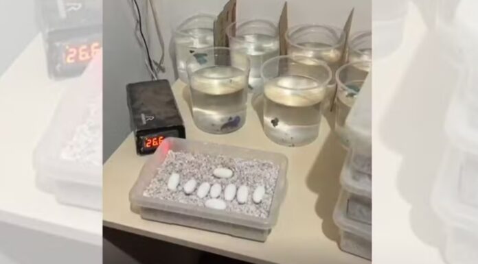 Polícia encontra 41 serpentes exóticas e mais de 260 ovos de cobra em casa no interior de SP; dono é multado em R$ 20 mil