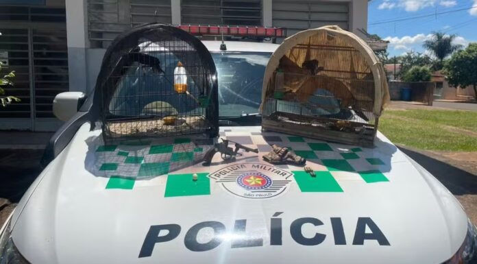 Denúncia de caça ilegal leva à prisão de dupla e apreensão de arma e aves no interior de SP