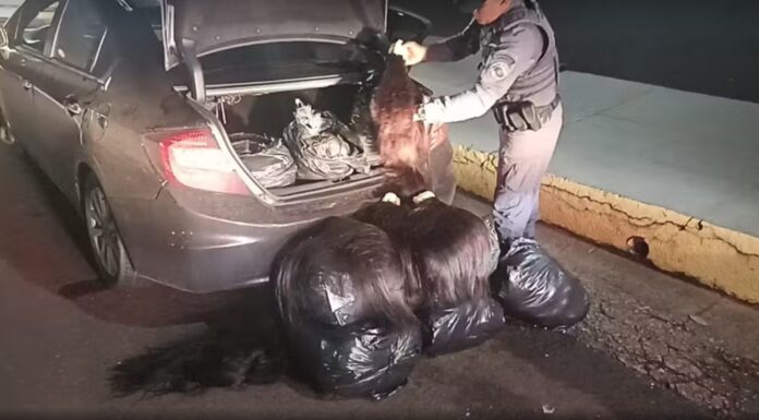 Polícia apreende 230 kg de cabelo humano que seriam revendidos em salões no interior de SP