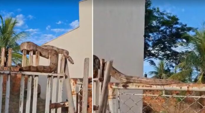 Jiboia de três metros enrolada em portão é resgatada por salva-vidas em Panorama
