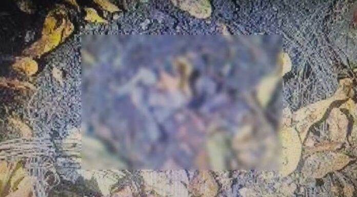Polícia investiga ossos achados em terreno após incêndio