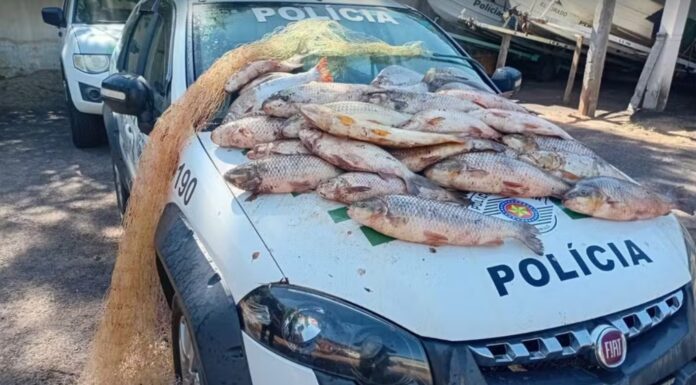 Polícia Ambiental apreende 62 kg de peixes em Lucélia por pesca ilegal