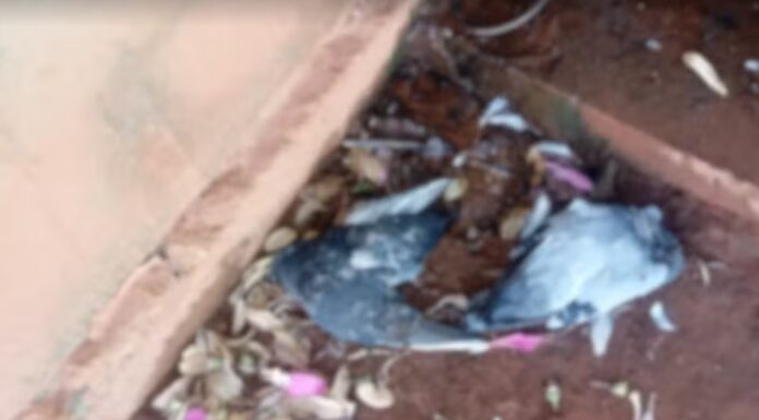 Morador procura a polícia após encontrar dezenas de pombos mortos perto da casa dele no interior de SP