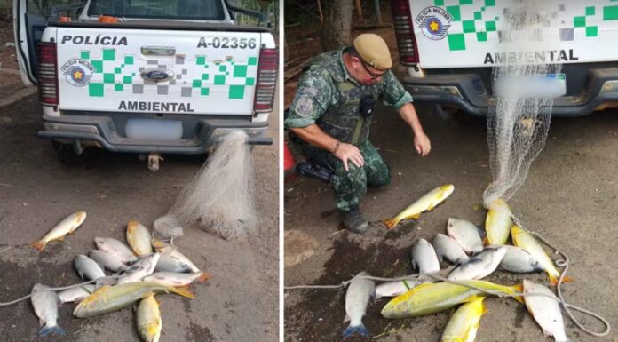 Homem é multado em R$ 1,4 mil por crime ambiental ao pescar 24,5 kg em local proibido em rio de Lucélia