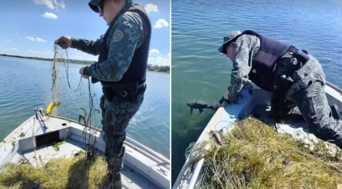 Polícia apreende mais de 1 km de redes de pesca irregulares e devolve 60 kg de peixes ao Rio Paraná