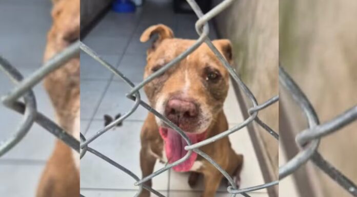 Pitbull é resgatado pela polícia após ser abandonado no centro de Pirapozinho