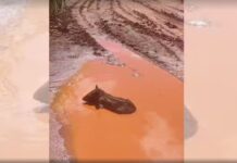 Filhote de anta ferido é resgatado pela Polícia Ambiental em canavial de fazenda no interior de SP