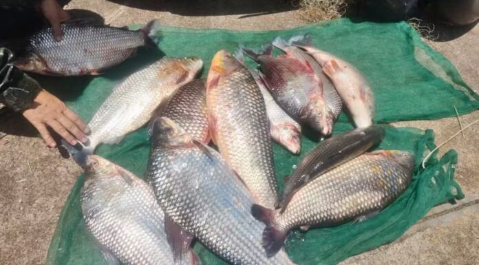 Piracema termina com alta nas autuações e mais de 270 kg de peixe apreendidos no interior de SP