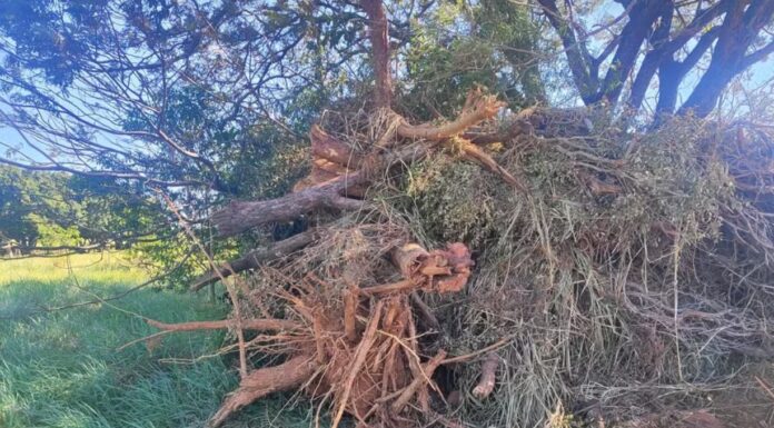 Homem é multado em mais de R$ 3 mil por corte irregular de árvores nativas em sítio no interior de SP