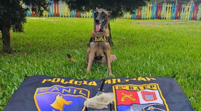 No escuro e entre obstáculos, cadela policial do interior de SP vence prova mais difícil de torneio internacional