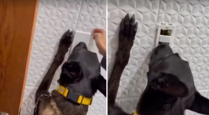 Cão policial encontra drogas escondidas em interruptor de energia e homem é preso no interior de SP
