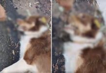 Cão comunitário é encontrado morto com galho na boca e caso é investigado pela polícia no interior de SP