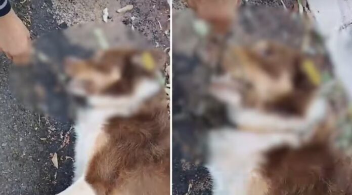 Cão comunitário é encontrado morto com galho na boca e caso é investigado pela polícia no interior de SP