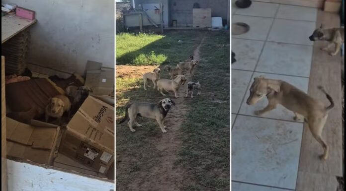 Homem foge após briga, abandona 16 cães e Polícia Civil resgata animais no interior de SP