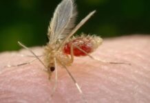 Presidente Prudente confirma caso de leishmaniose visceral humana