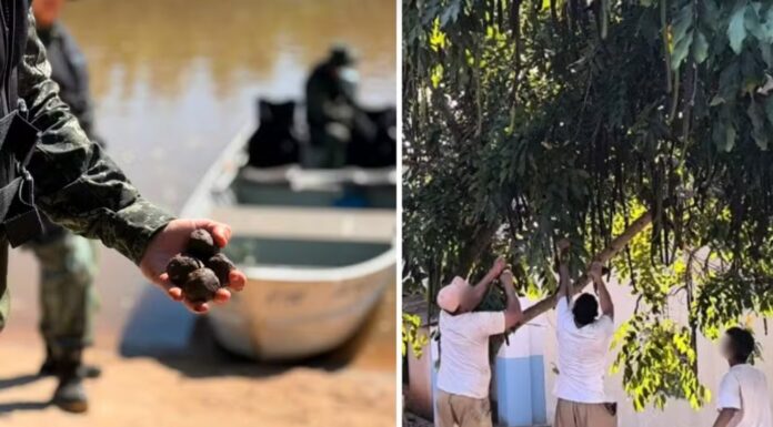 Projeto entre Polícia Ambiental e detentos devolve à natureza cerca de 5 milhões de sementes no interior de SP