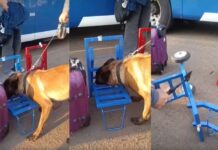 Cão policial identifica droga escondida em aço de carrinhos de transporte e bolivianas são presas no interior de SP