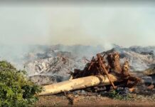 Incêndio atinge depósito municipal de galhos em Presidente Prudente