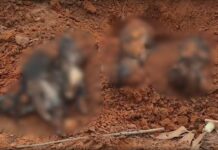 Homem é indiciado por maus-tratos após polícia encontrar animais mortos e mutilados em imóvel em Adamantina