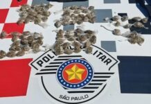 Polícia Militar apreende quase 100 porções de maconha em Flórida Paulista