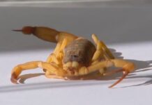 Criança é picada por escorpião encontrado entre os brinquedos em sala de aula em escola